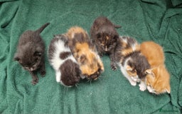 Mixed Breed cats for sale: Gorgeous Turtle Ginger Black Fluffy Kittens  - Image 9