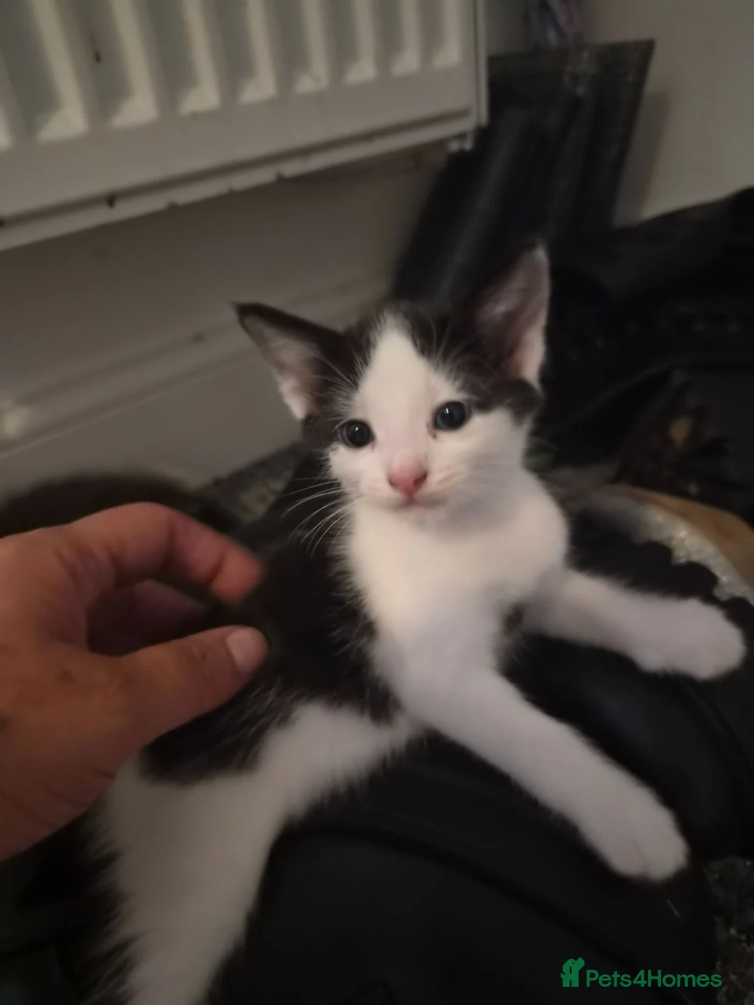Mixed Breed cats for sale: 8 week old beautiful kittens in Didcot - Advert 1