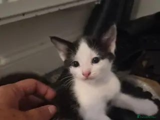 Mixed Breed cats 8 week old beautiful kittens - Advert 1