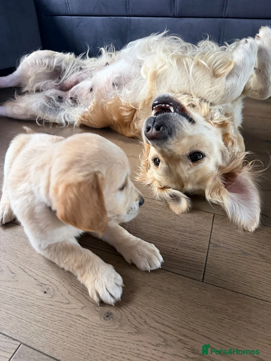 Golden Retriever dogs for sale: Beautiful Golden Retriever Puppies - Advert 1