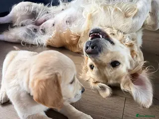 Golden Retriever dogs Beautiful Golden Retriever Puppies - Advert 1