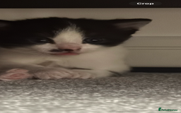 Domestic Shorthair cats for sale: Three Male kittens 🐱  - Image 13