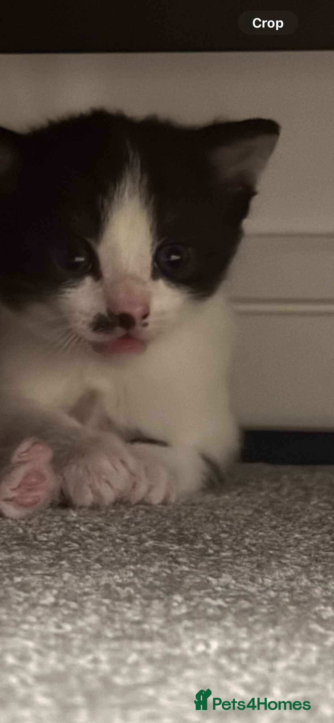 Domestic Shorthair cats for sale: Three Male kittens 🐱  - Image 13