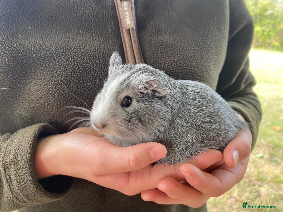 Guinea Pig rodents for sale:  Guinea pigs in Petworth - Advert 2