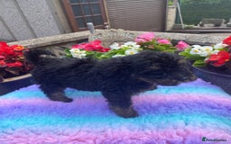 Cavapoo dogs for sale: 1 girl left 💕 f1b cavapoos ready now 🏡 - Image 12
