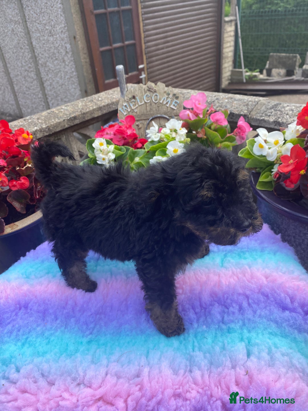 Cavapoo dogs for sale: 1 girl left 💕 f1b cavapoos ready now 🏡 - Image 12