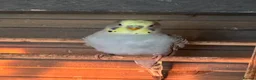 Budgerigars birds for sale: Aviary-bred Budgies’s  - Advert 3