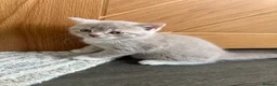 British Shorthair cats for sale: Stunning British shorthair kitten  - Advert 25