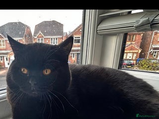 British Shorthair cats in Rochdale - Advert 39