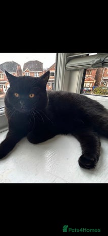 British Shorthair cats Black BSH British TICA & GCCF REG TOP QUALITY STUD in Rochdale - Advert 8