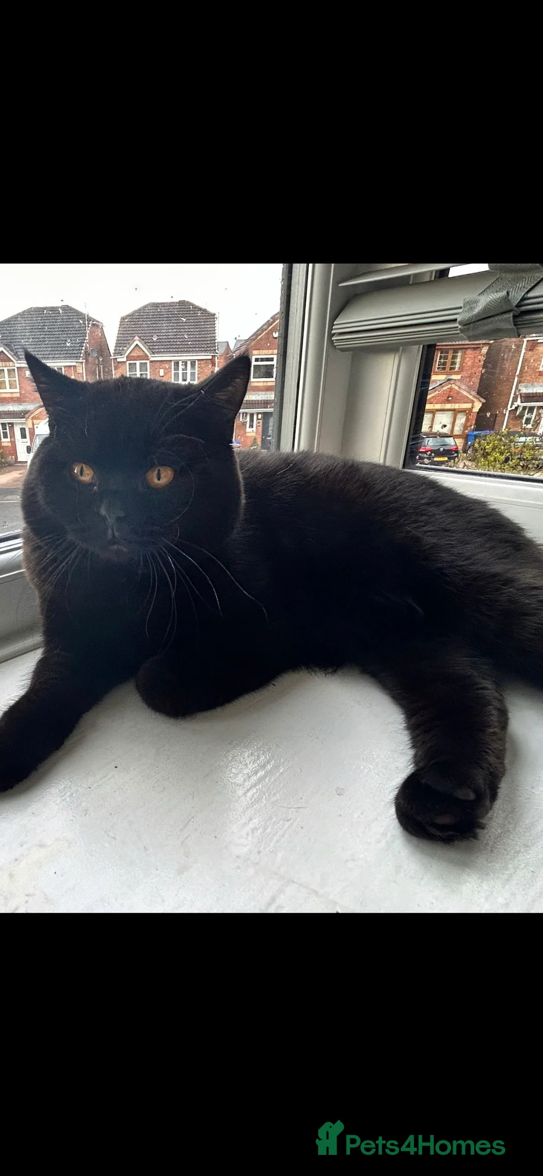 British Shorthair cats for stud: Black BSH British TICA & GCCF REG TOP QUALITY STUD in Rochdale - Advert 1