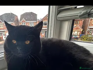 British Shorthair cats Black BSH British TICA & GCCF REG TOP QUALITY STUD in Rochdale - Advert 8