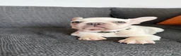 French Bulldog dogs for sale: KC reg, French Bulldog pup is looking for family  - Advert 13