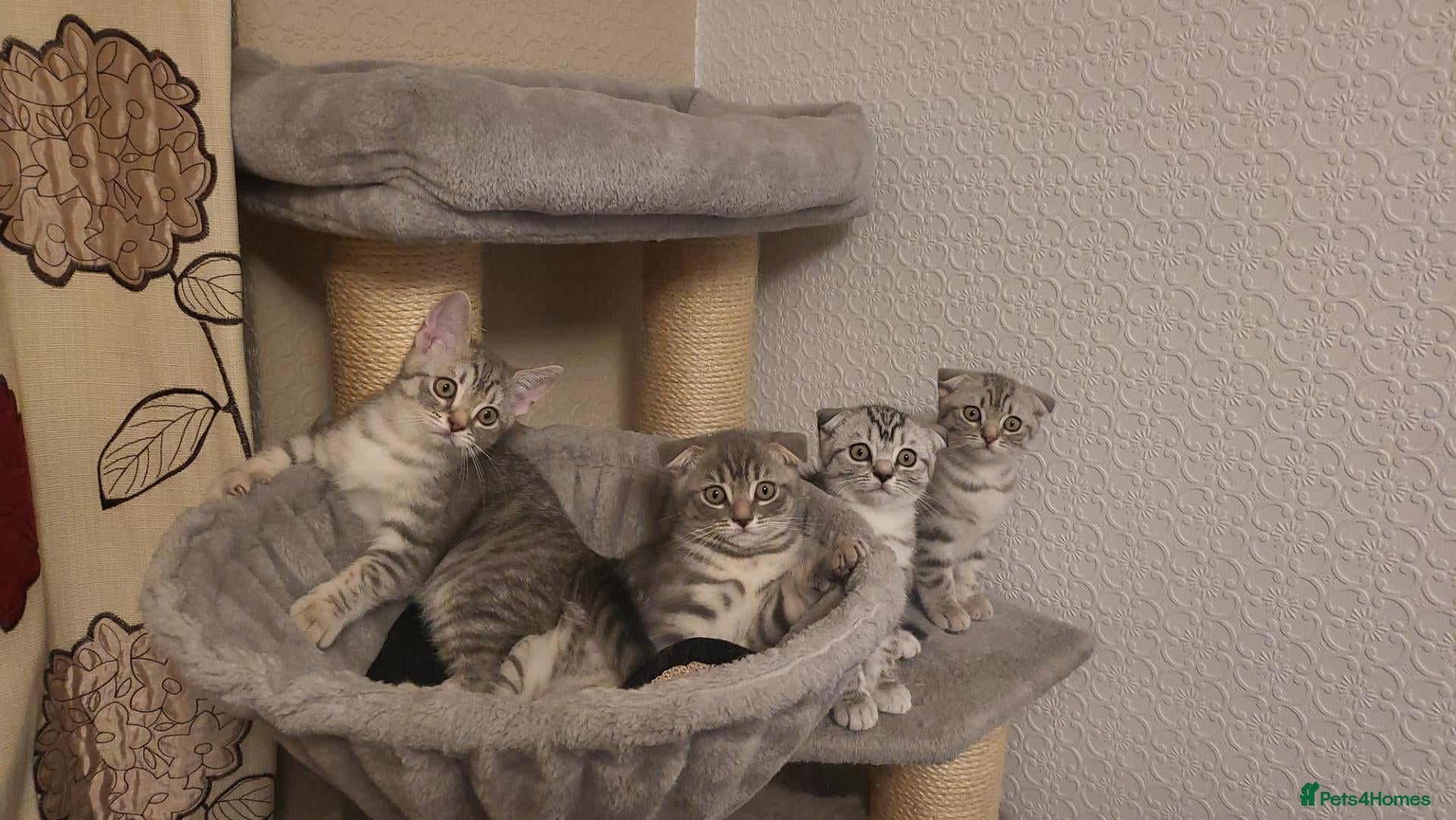 Scottish Fold cats Ready to rehome schottish fold kittens - Advert 4