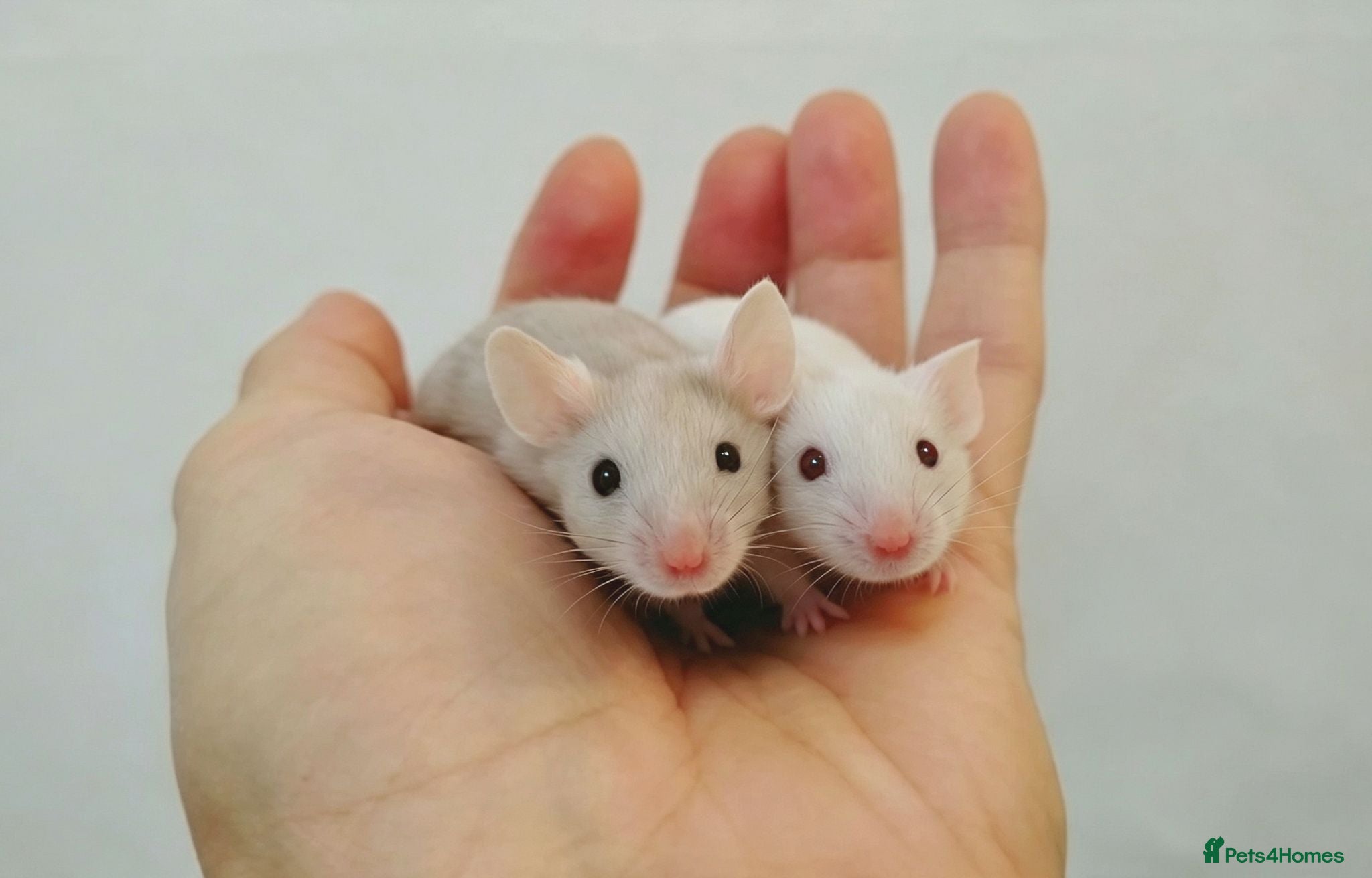 Mouse rodents Handsome baby boy mice  - Advert 5