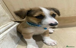 Mixed Breed dogs for sale: Ready for new loving homes now - Image 9
