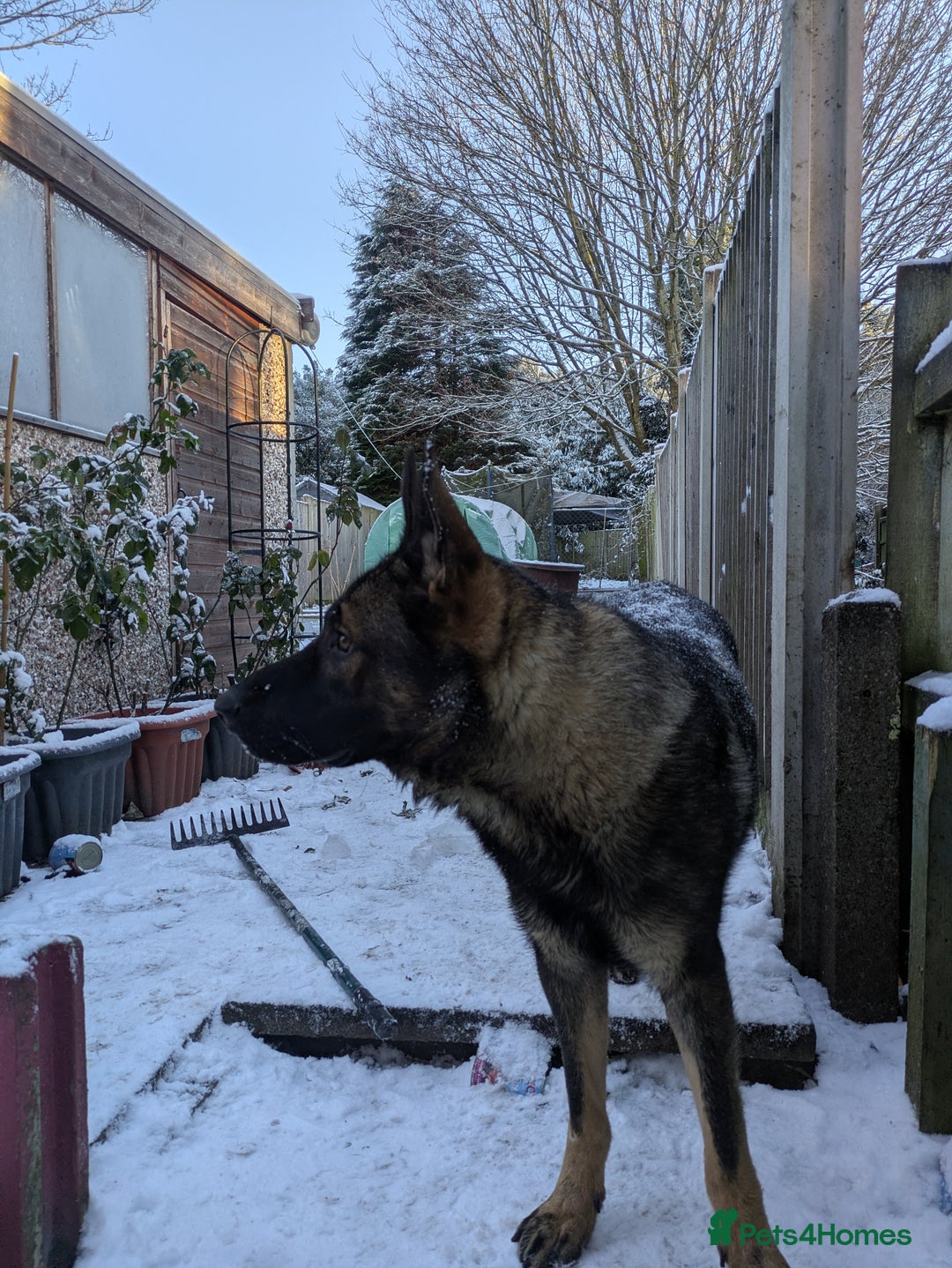 German Shepherd dogs for sale: Friendly, energetic German Shepherd dog 11 months - Advert 2