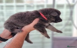 German Shepherd dogs for sale:  kc,health tested straight back german shepherd - Image 13