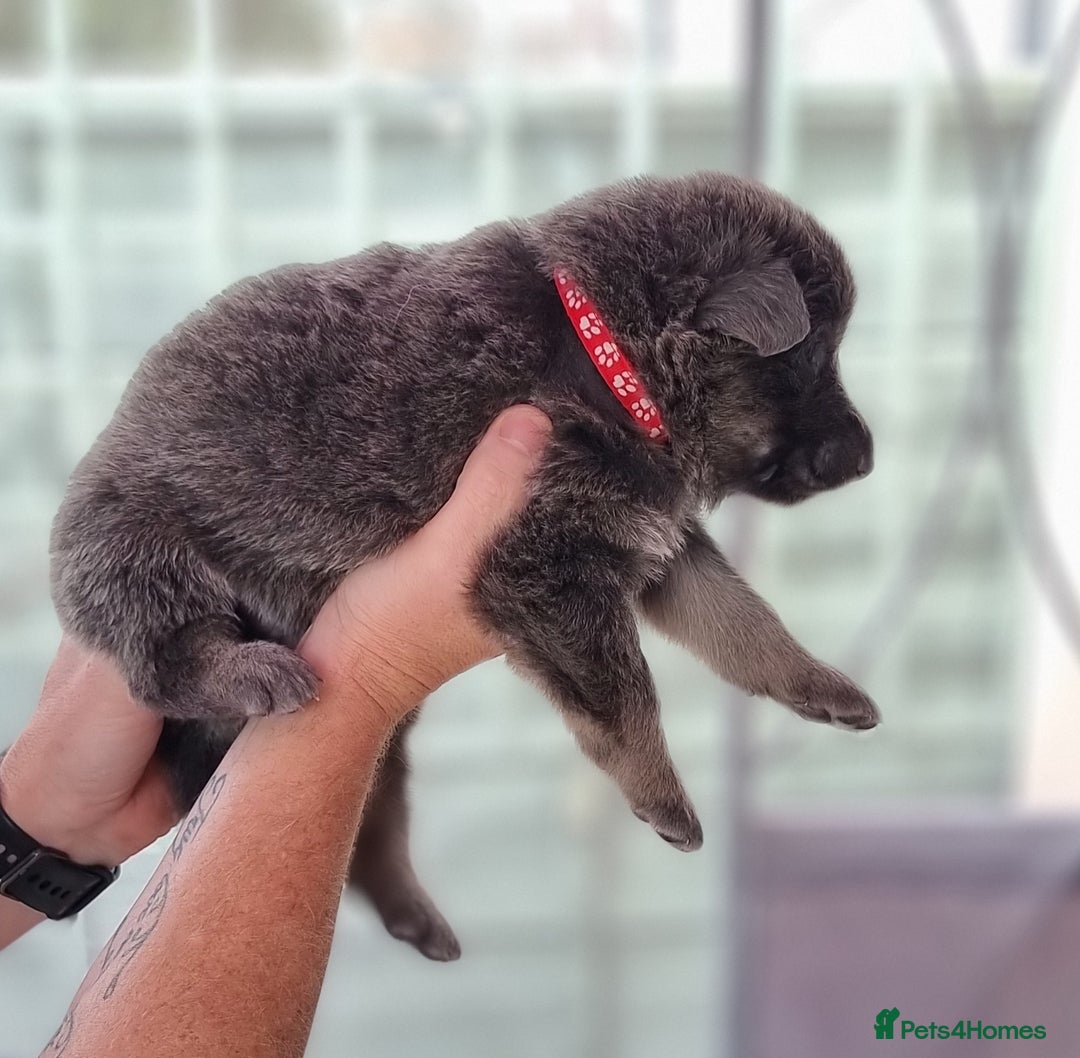 German Shepherd dogs for sale:  kc,health tested straight back german shepherd - Image 13