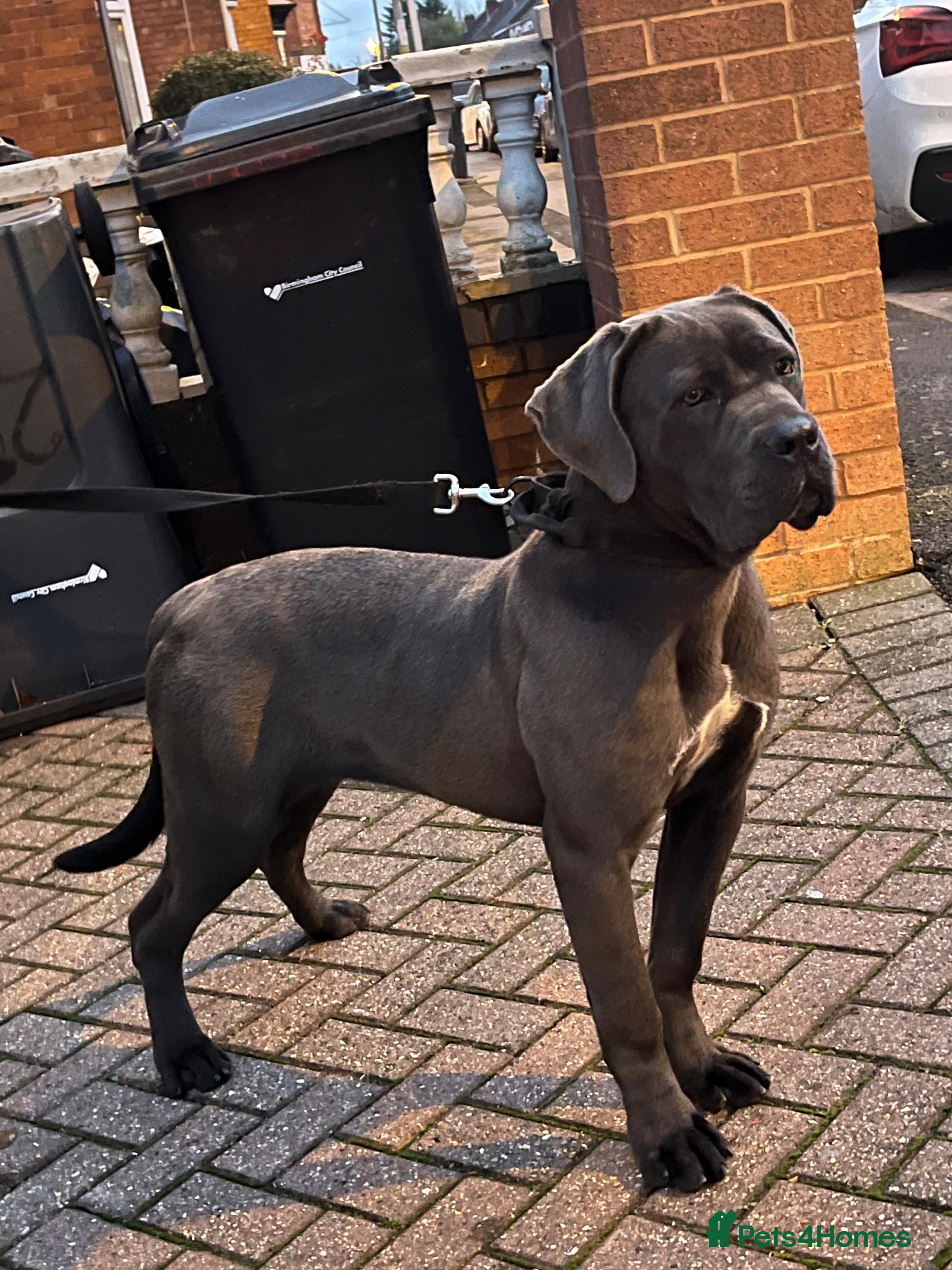 Cane Corso dogs Cane corso puppy - Advert 16