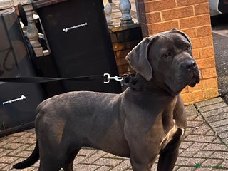 Cane Corso dogs Cane corso puppy - Advert 1