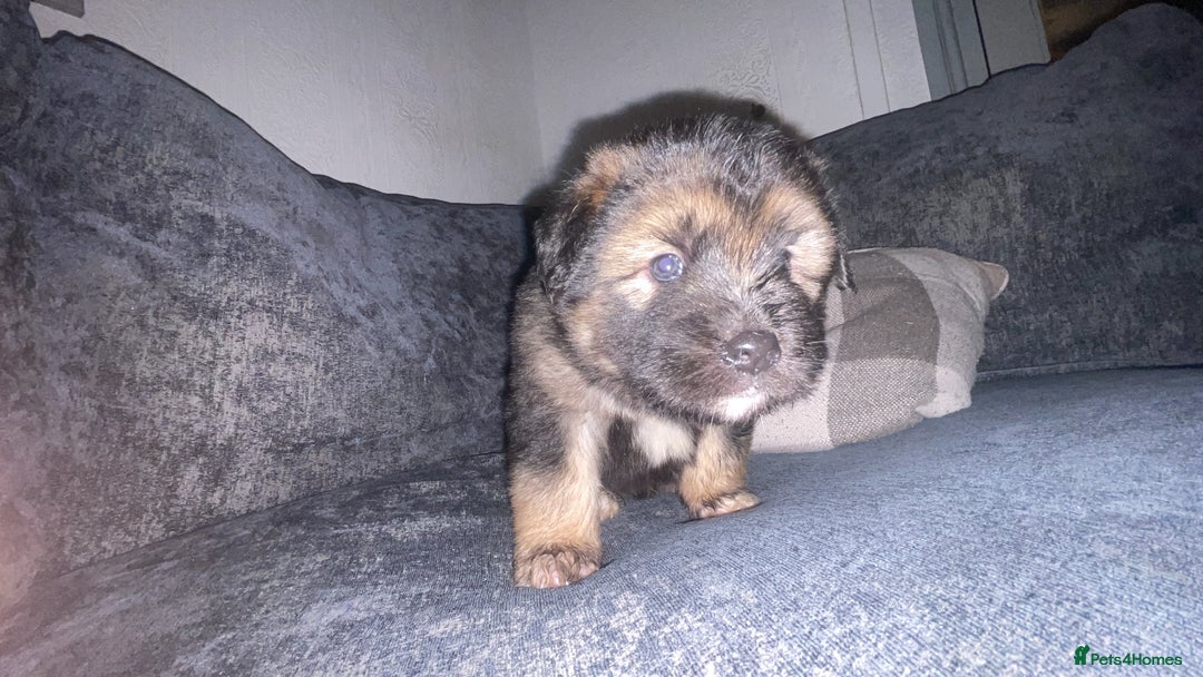 Mixed Breed dogs for sale: *only 1 male left* Malkita puppies 4 boys - Advert 10