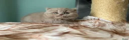 British Longhair cats for sale: GCCF REGISTERED BRITISH LONGHAIR BOY - Advert 2