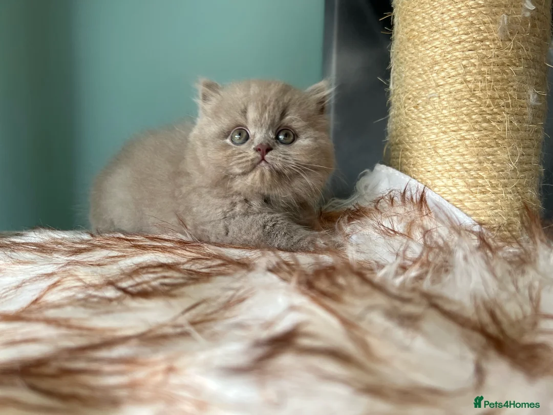 British Longhair cats for sale: GCCF REGISTERED BRITISH LONGHAIR BOY - Advert 2