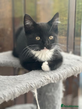 Maine Coon cats for sale - Advert 2