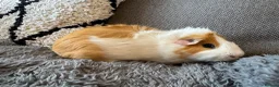 Guinea Pig rodents for sale: Abbysinian male guinea pig  - Advert 2