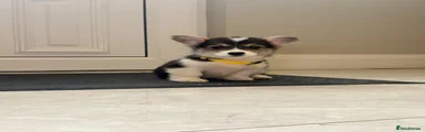 Welsh Corgi Pembroke 1