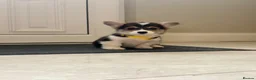 Welsh Corgi Pembroke dogs for sale: Pembroke Welsh corgi pups - Advert 3
