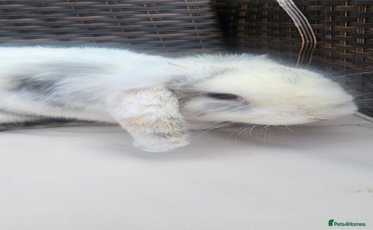 Mini Lop rabbits - Advert 12