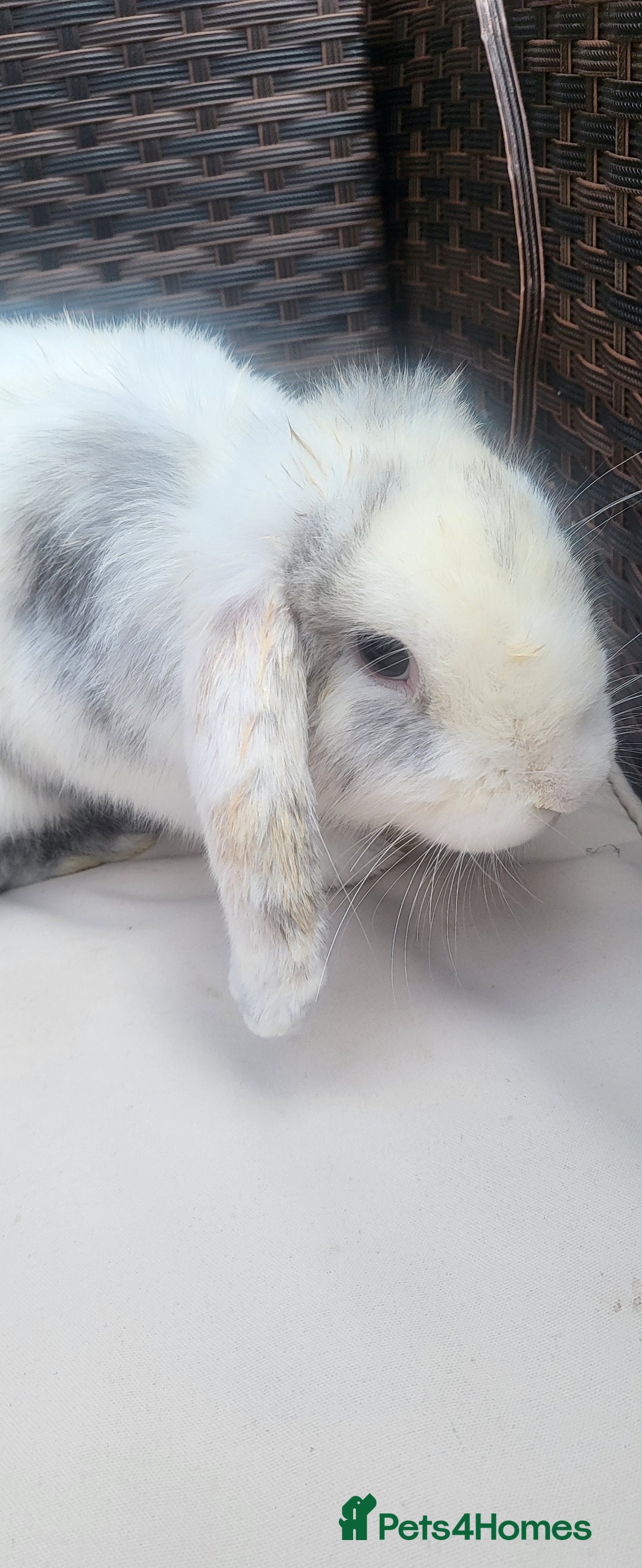 Mini Lop rabbits for sale: Adorable Young Boy Rabbits Seeking Forever Homes! - Image 1