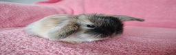 Mini Lop rabbits for sale: Baby mini lops for sale  - Advert 6