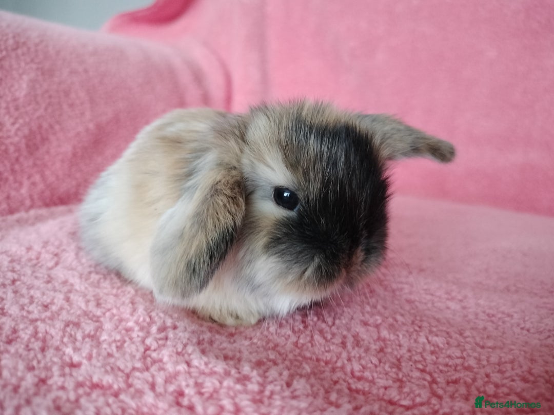 Mini Lop rabbits for sale: Baby mini lops for sale  - Advert 6
