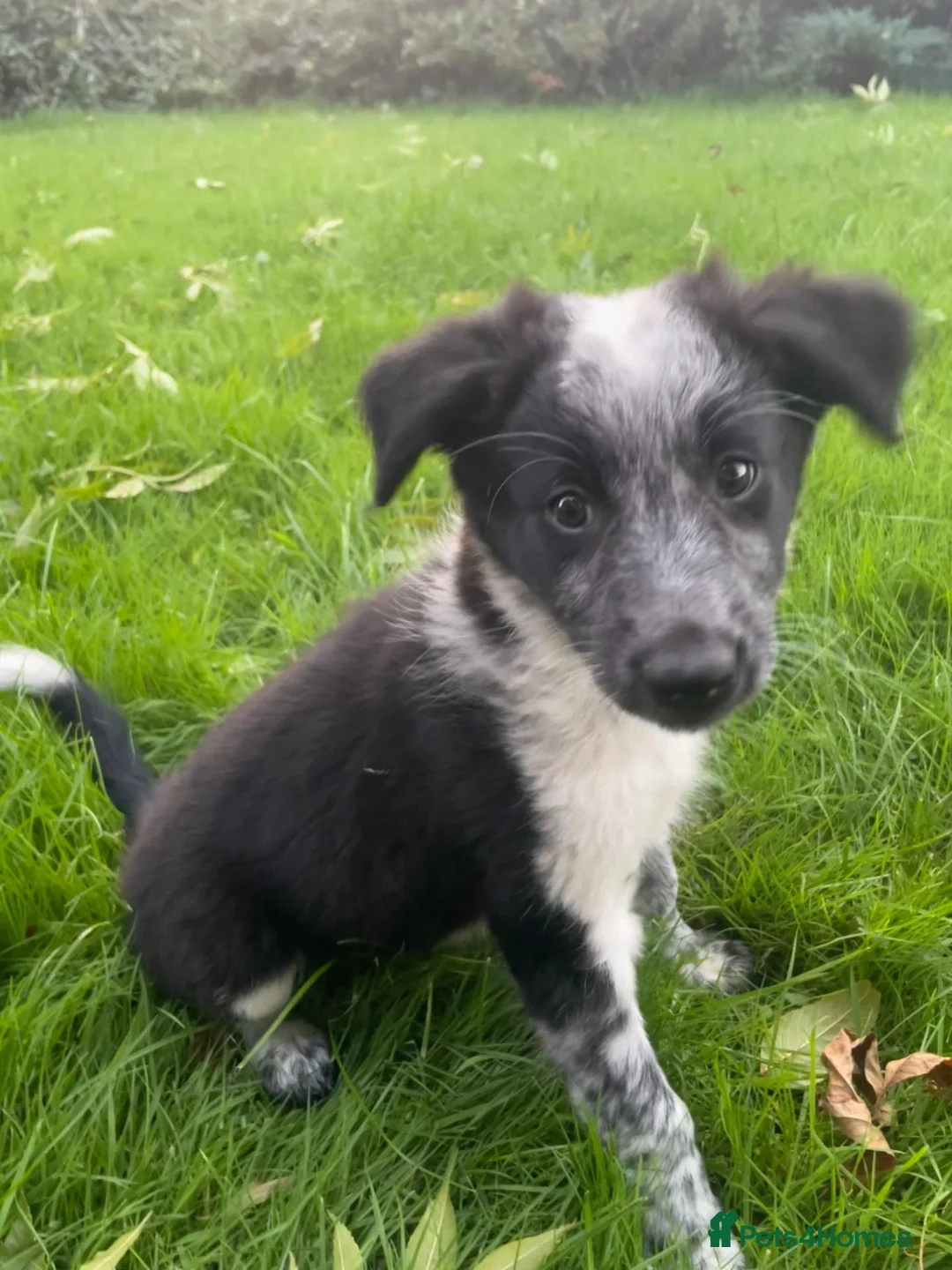 Border Collie dogs for sale: Border Collie Pups in Caersws - Advert 7