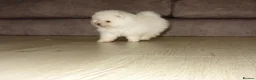 Pomeranian dogs for sale: Stunning White Female Pomeranian Puppy Available - Advert 4