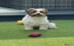 Biewer Terrier dogs for sale: Biewer terrier boy  - Image 3