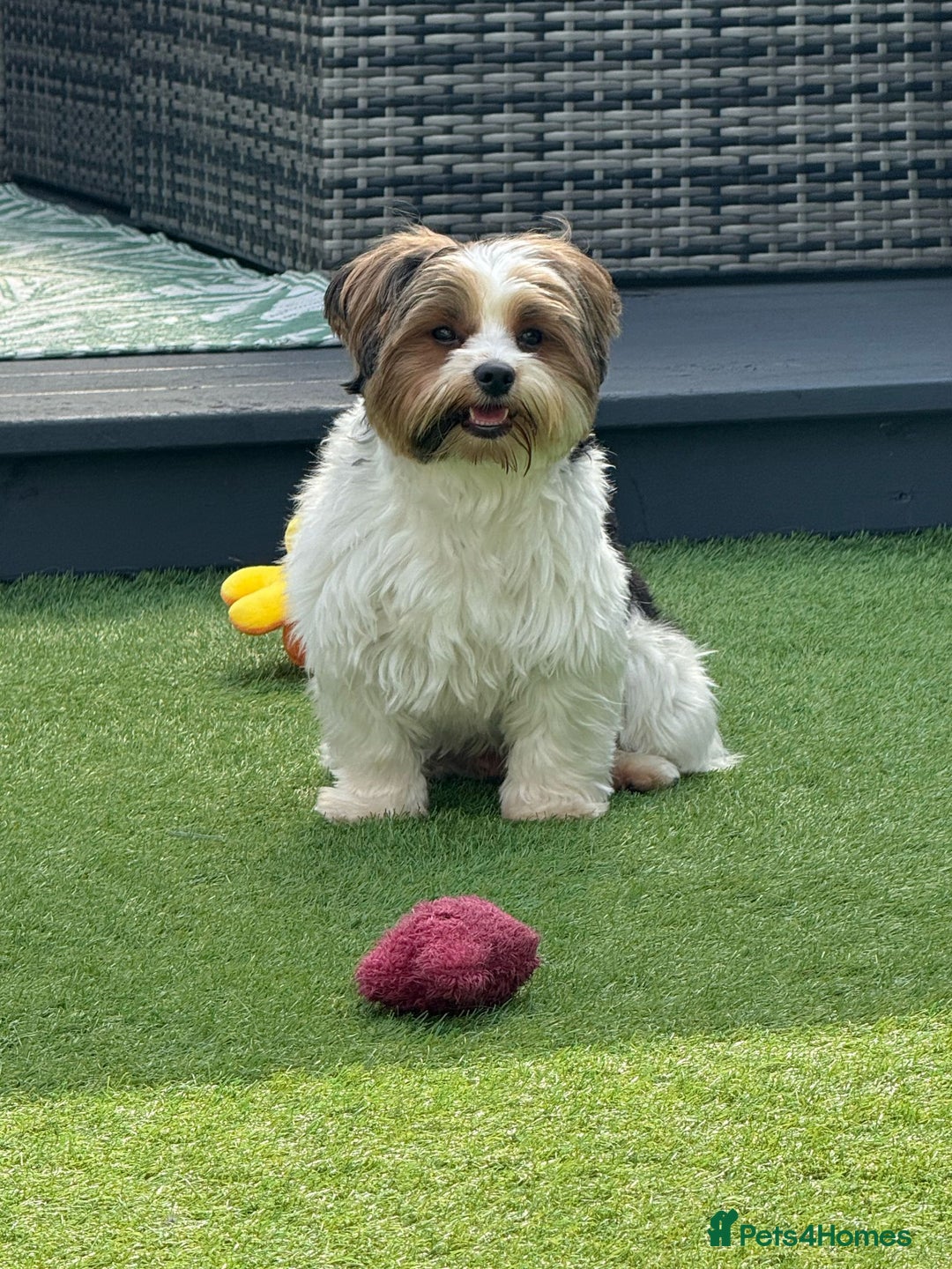 Biewer Terrier dogs for sale: Biewer terrier boy  - Image 3