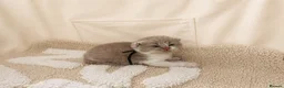 British Shorthair cats for sale: CHAMPION BRITISH SHORTHAIR KITTENS 😸  - Advert 3