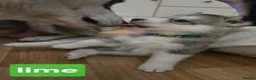 Siberian Husky dogs for sale: A lovely liter of 6 siberian husky pups. - Advert 7
