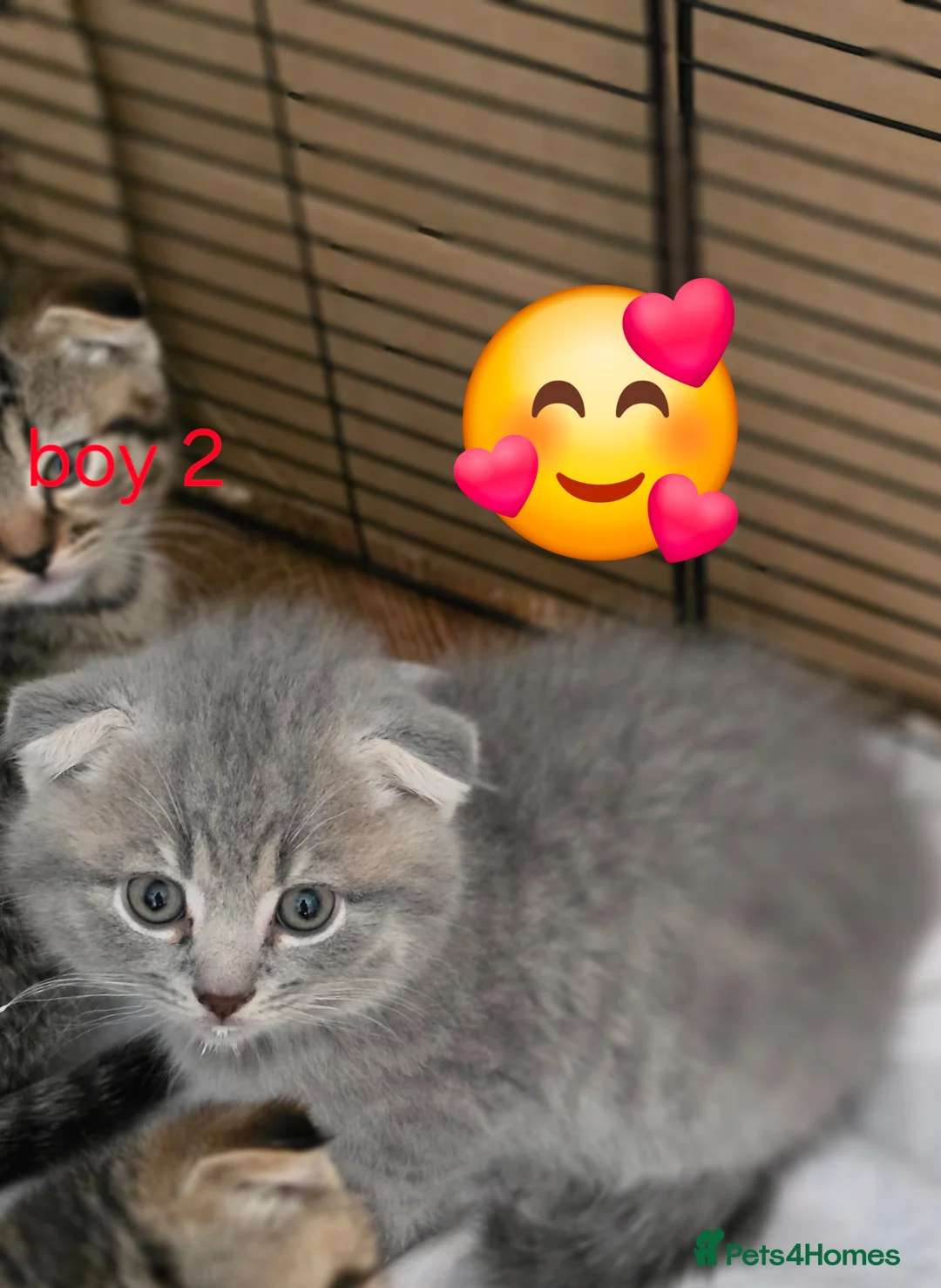 Scottish Fold cats for sale:  🥰READY!!!🤩Scottish folded in a beautiful colour - Advert 22