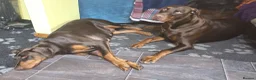 Dobermann dogs for sale: HEALTH TESTED,HOME REARED STUNNING DOBERMAN PUPS  - Advert 15