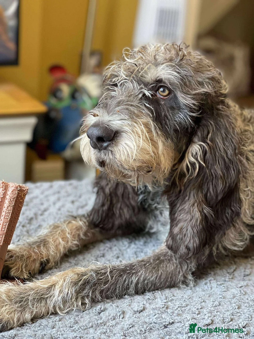 Mixed Breed dogs for adoption: Beautiful Griffon Bleu de Gascogne for adoption - Advert 6