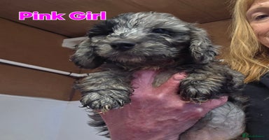 Cockapoo dogs - Advert 4