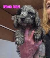 Cockapoo dogs - Advert 2
