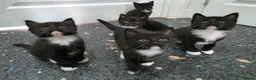Mixed Breed cats for sale: Kittens for sale  in Reading - Advert 3