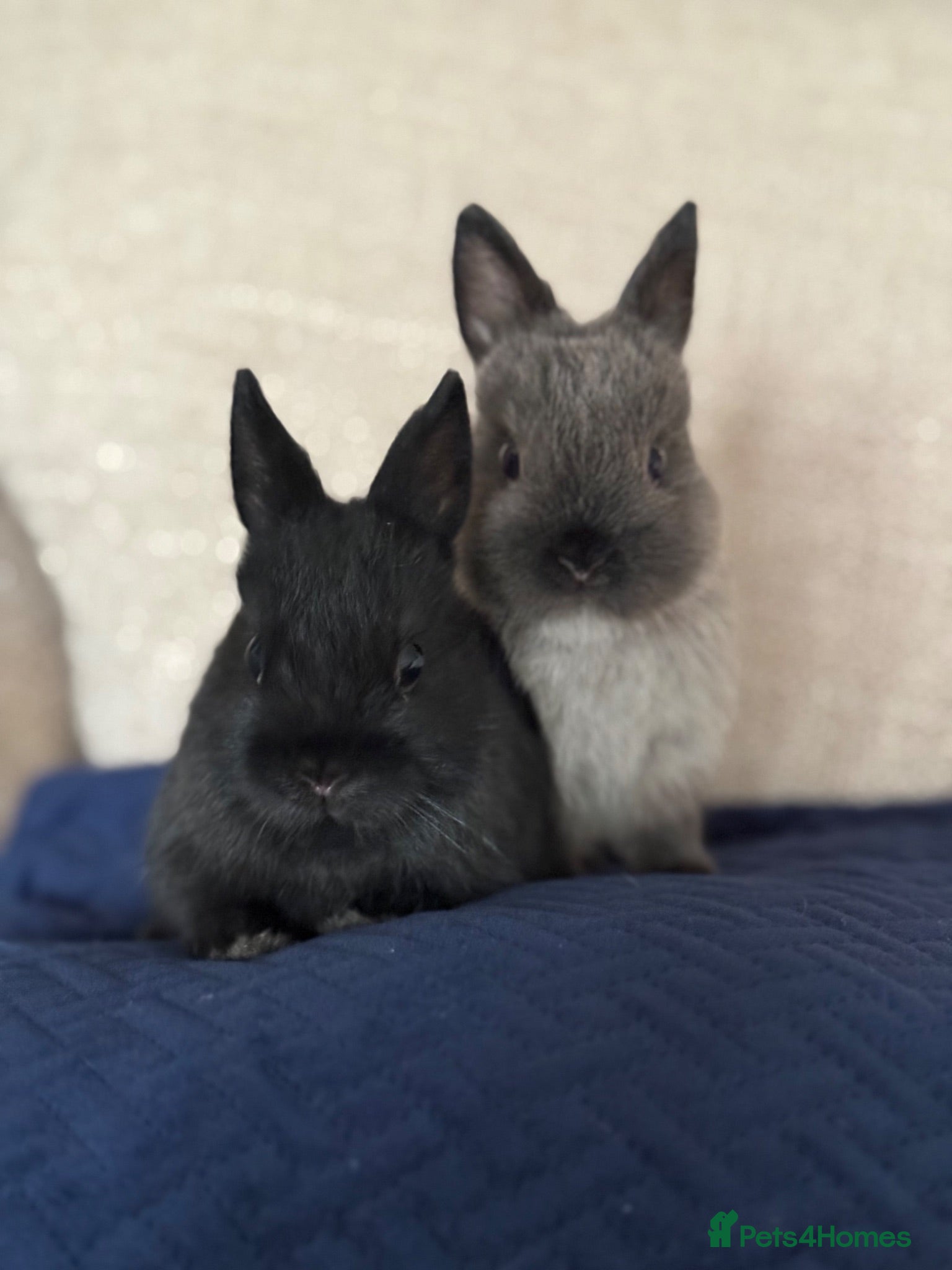 Netherland Dwarf rabbits Netherland Dwarf Baby Rabbits - Advert 2