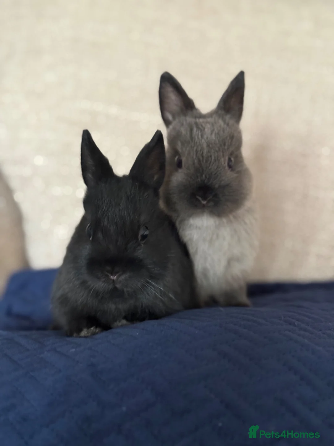 Netherland Dwarf rabbits for sale: Netherland Dwarf Baby Rabbits in Motherwell - Advert 1